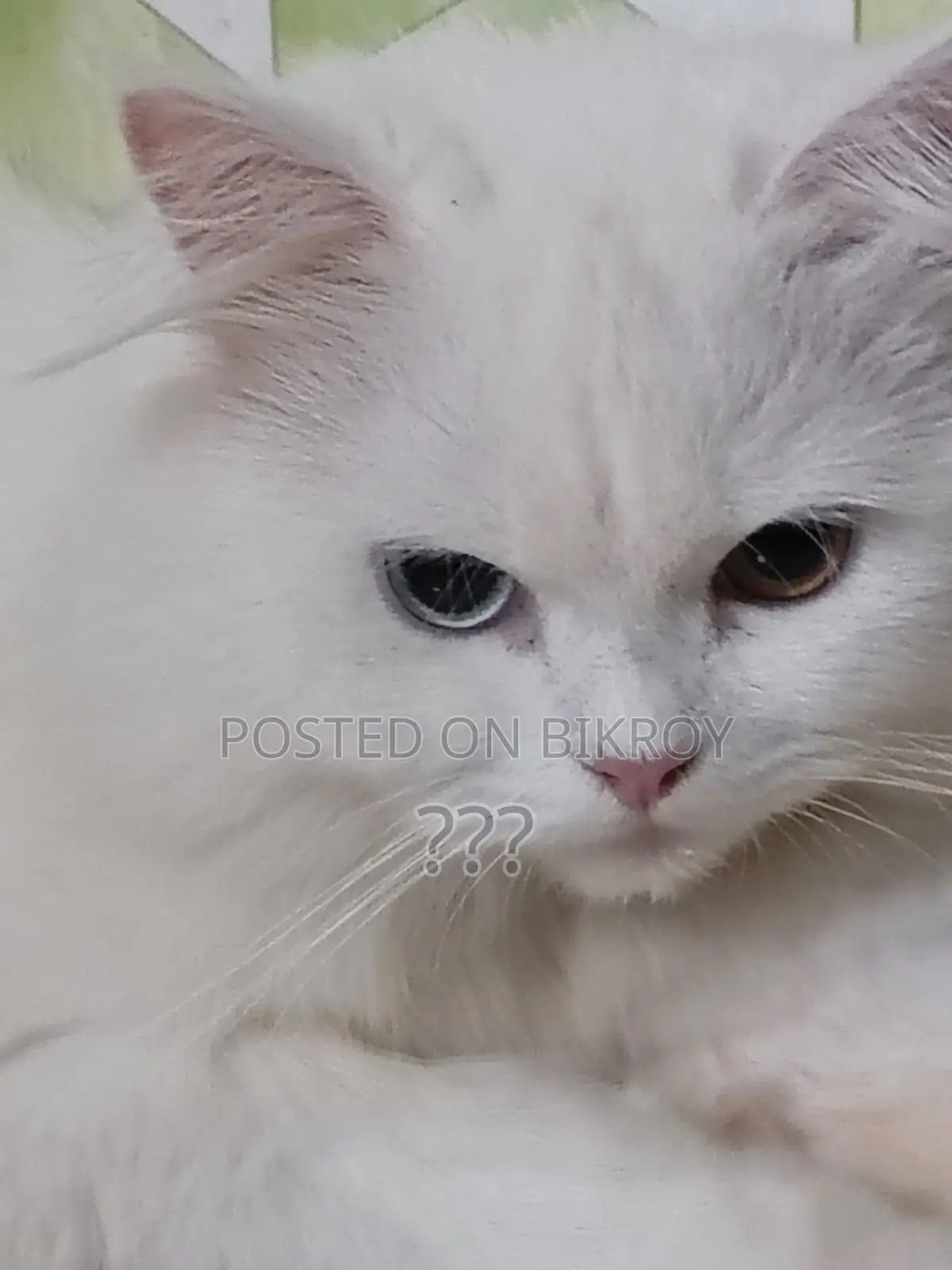 Pure Persian