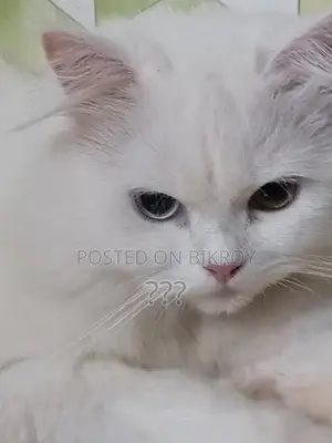 Pure Persian