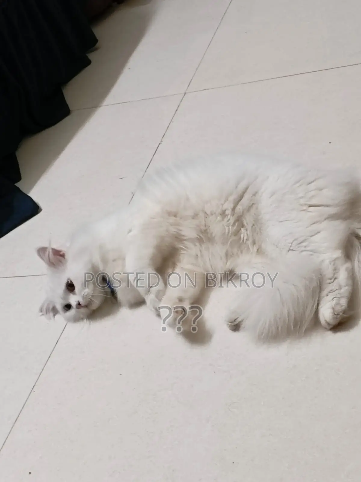 Pure Persian