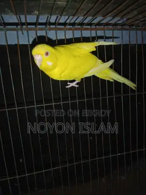 Active Lutino Birds