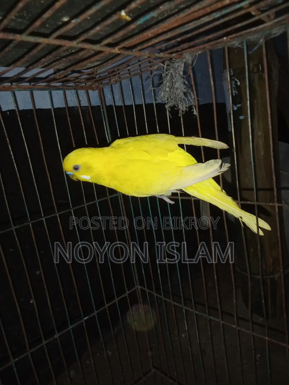 Active Lutino Birds