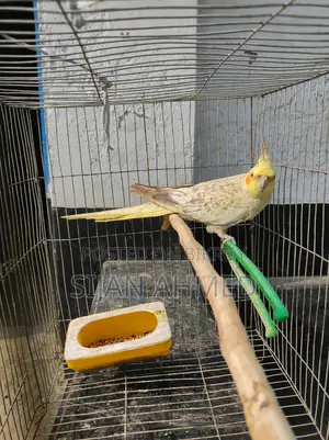 ফিমেল কোকাটেল