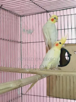 Cockatiel Running Pair
