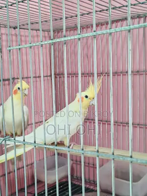 Cockatiel Running Pair