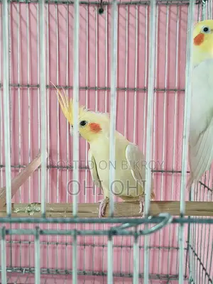 Cockatiel Running Pair