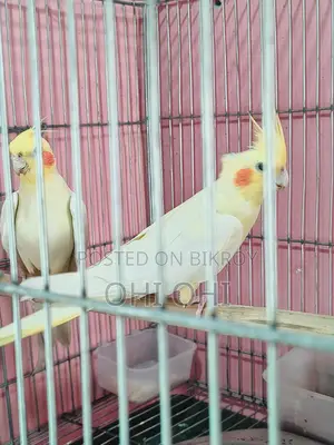 Cockatiel Running Pair