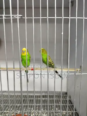 Birds for sale