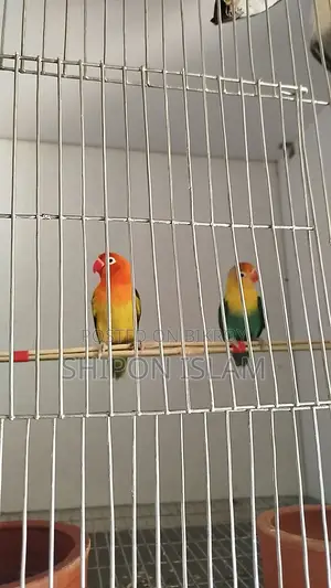 Birds for sale