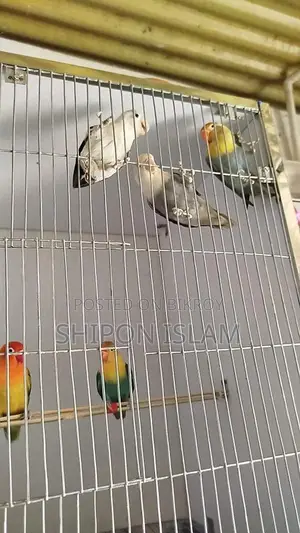 Birds for sale