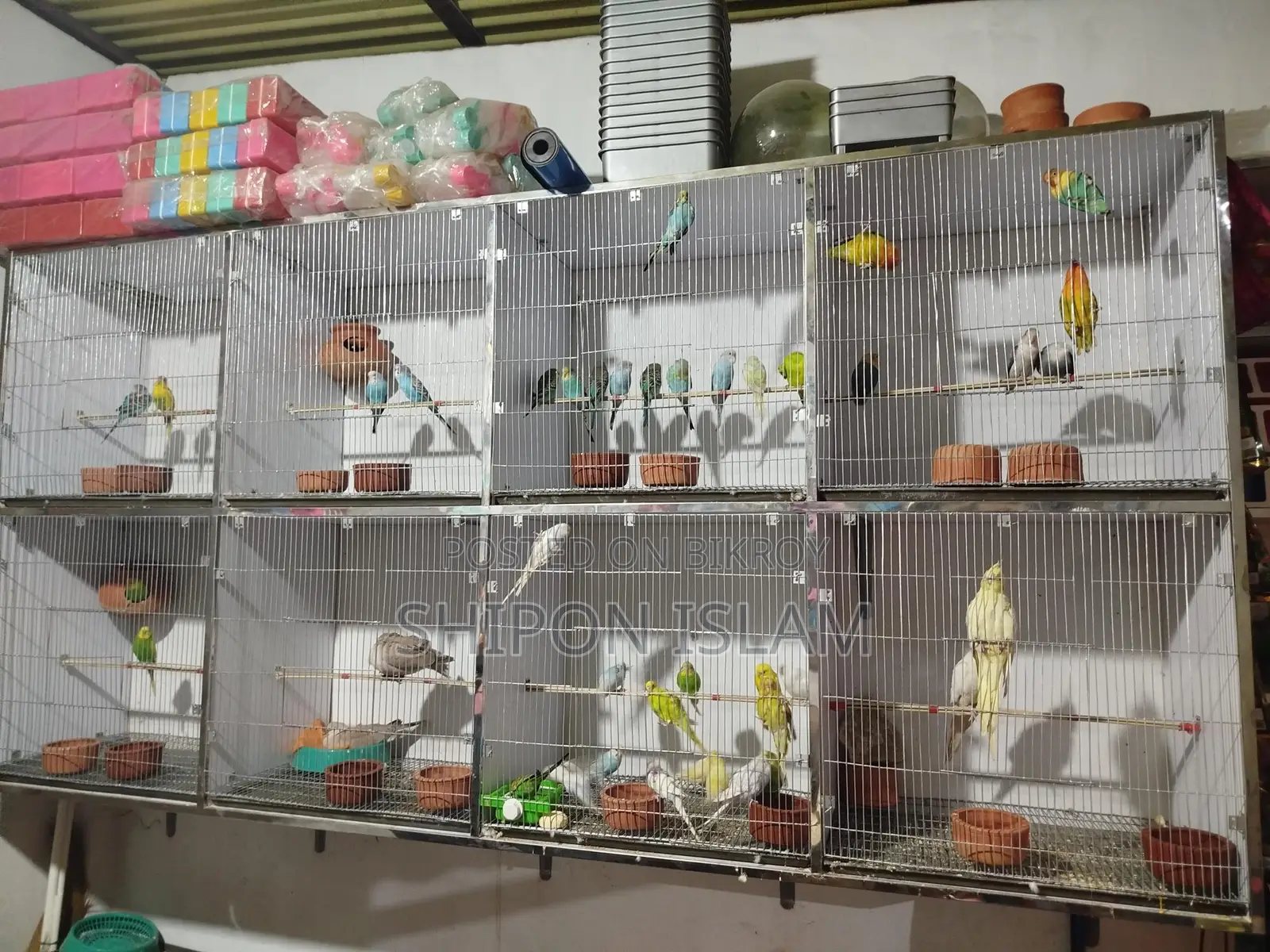 Birds for sale