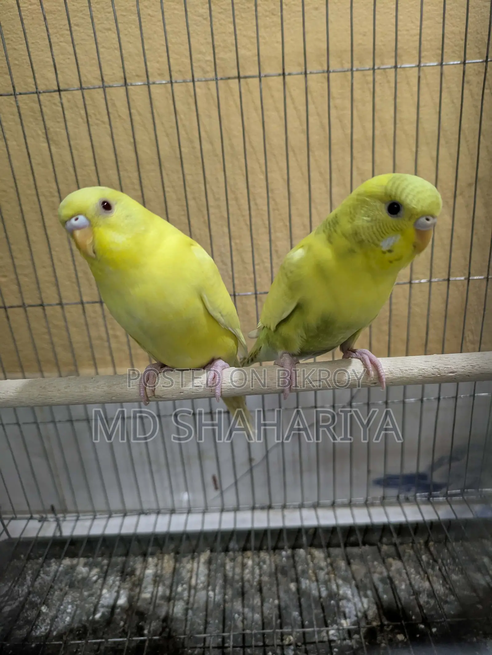 Budgerigar Birds