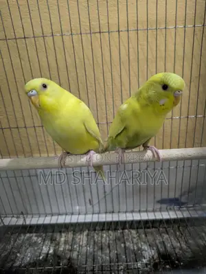 Budgerigar Birds