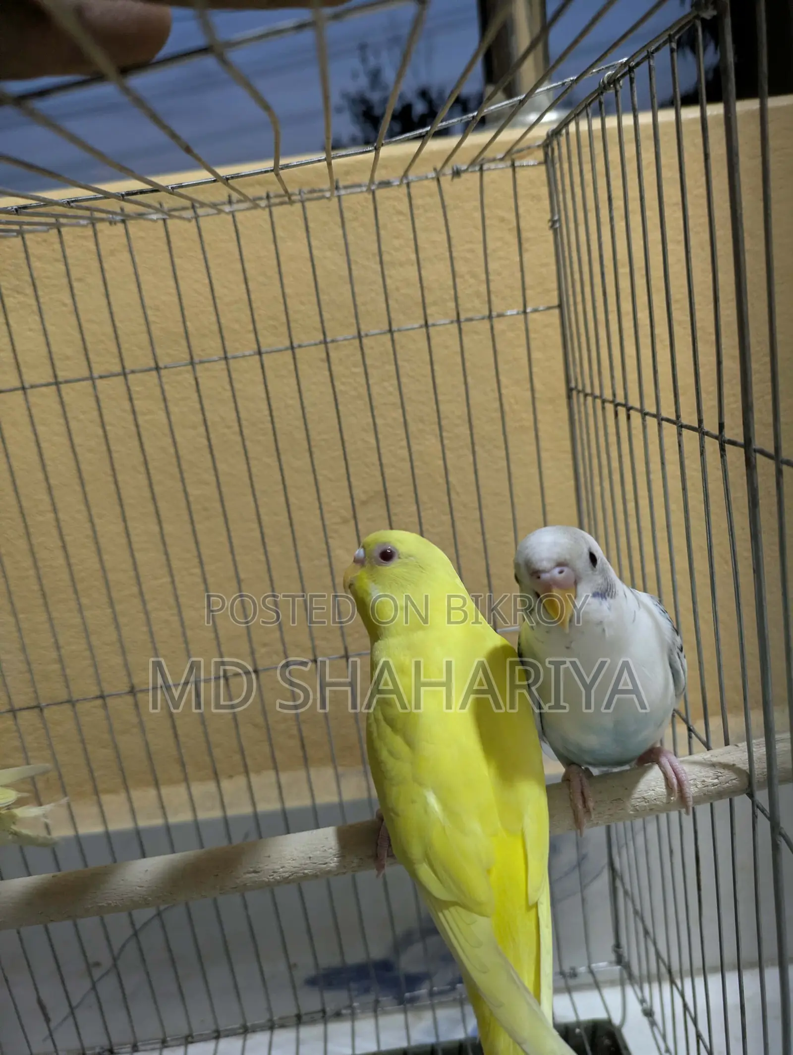 Budgerigar Birds