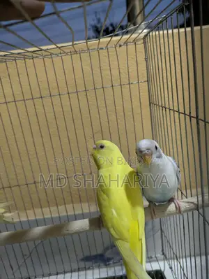 Budgerigar Birds