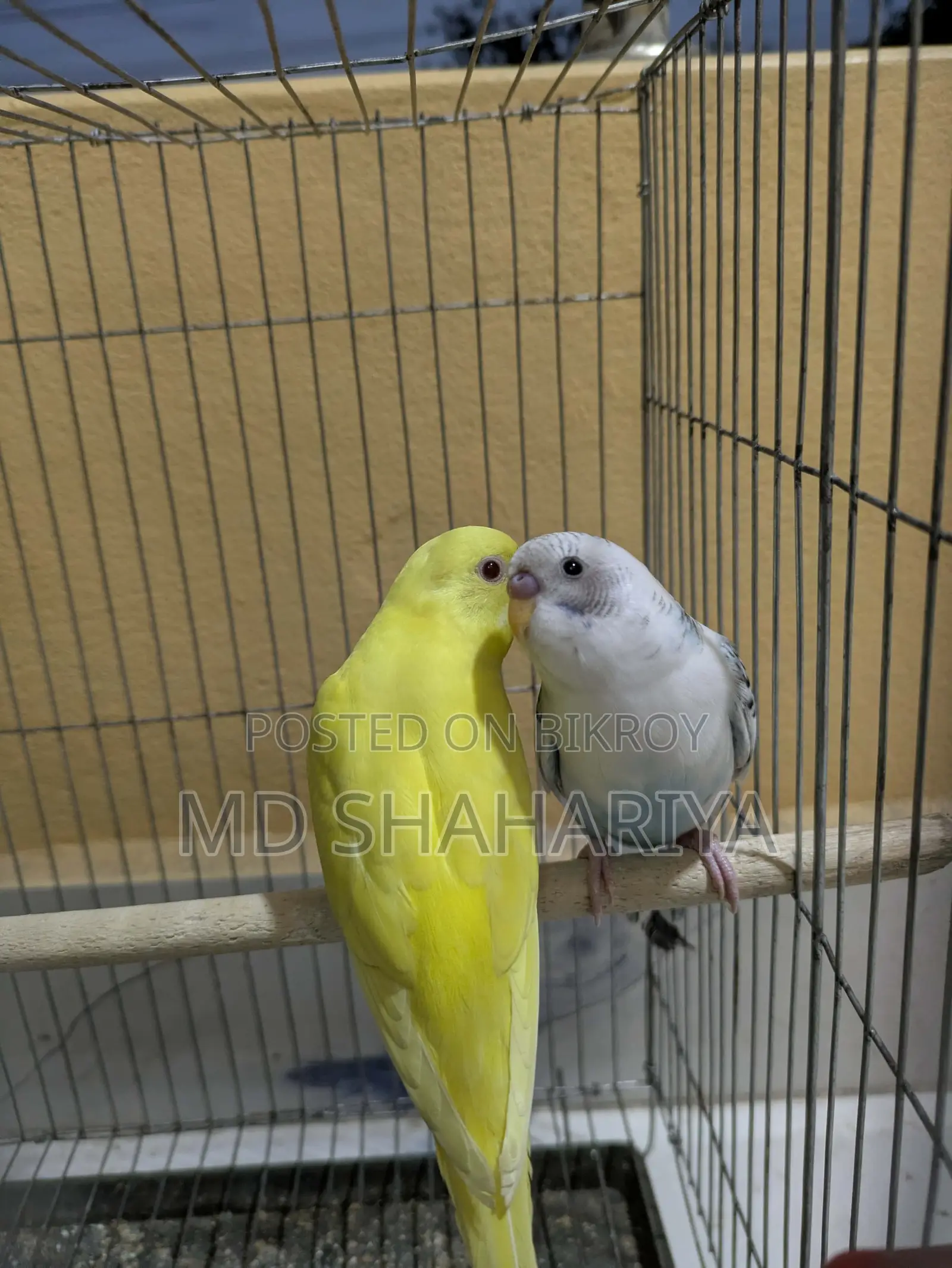 Budgerigar Birds