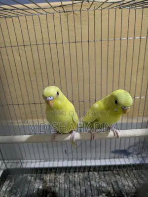 Budgerigar Birds