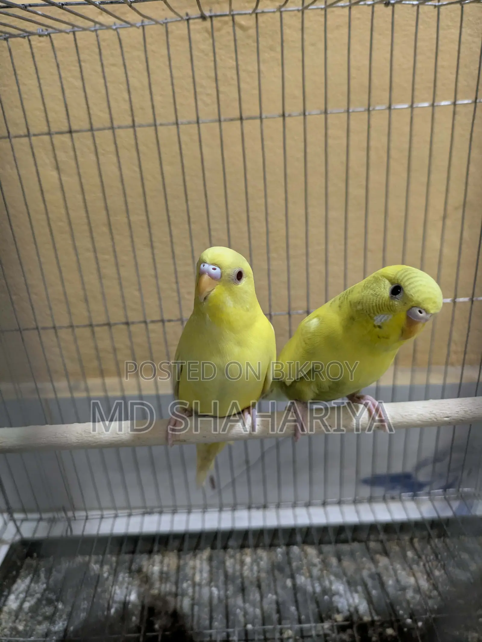 Budgerigar Birds