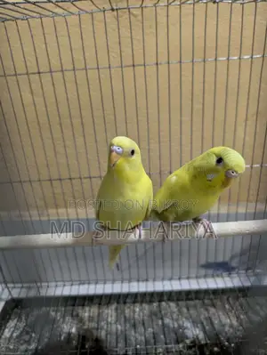 Budgerigar Birds