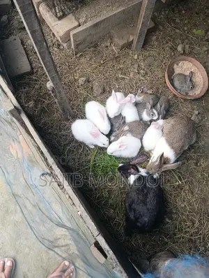 Rabbit for Sale