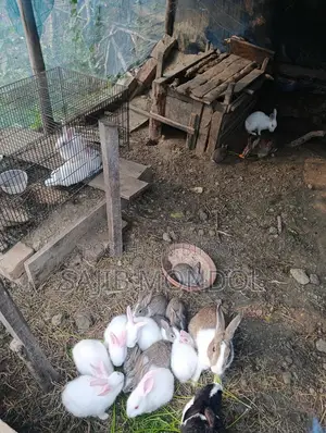 Rabbit for Sale