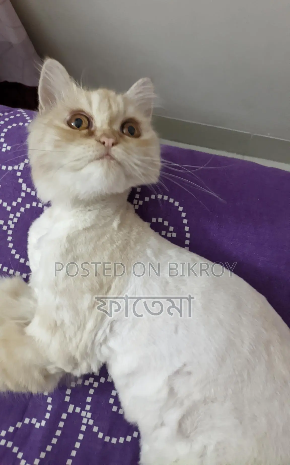 Persian Female 9 Months