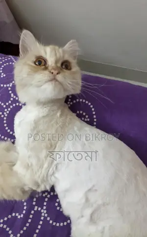 Persian Female 9 Months
