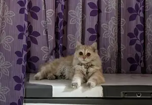 Persian Female 9 Months