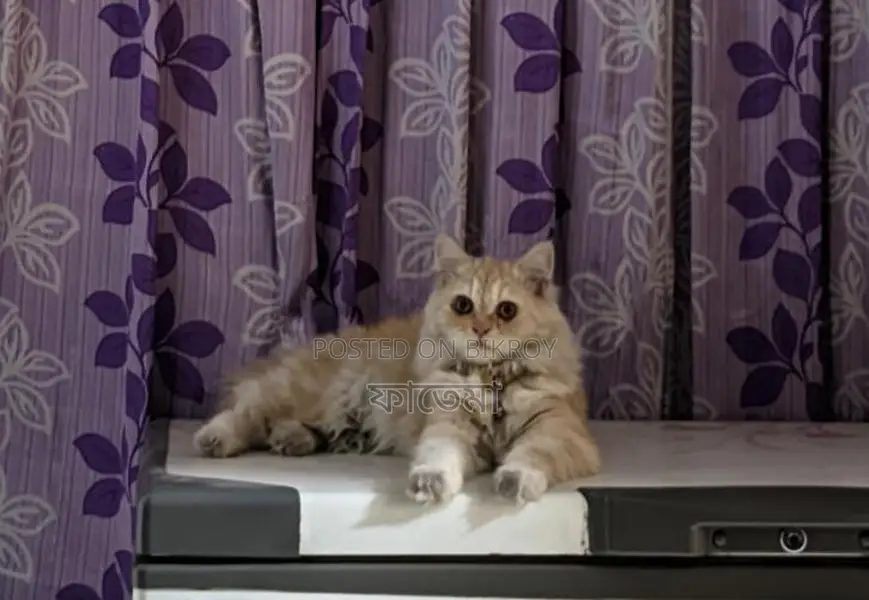 Persian Female 9 Months