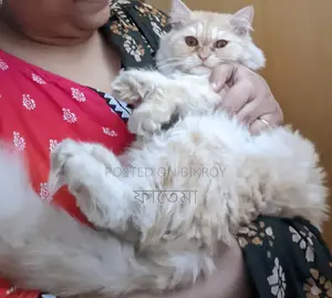 Persian Female 9 Months