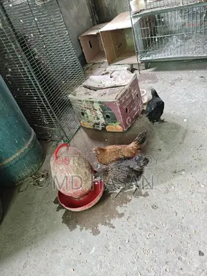 দেশি মুরগি