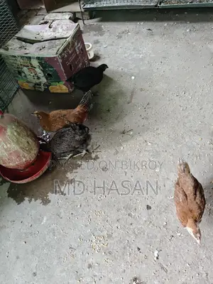 দেশি মুরগি