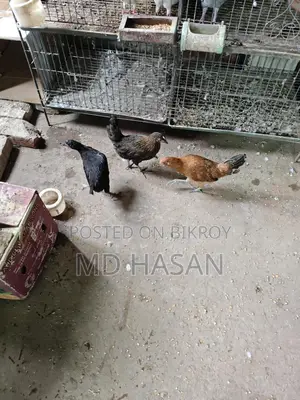 দেশি মুরগি