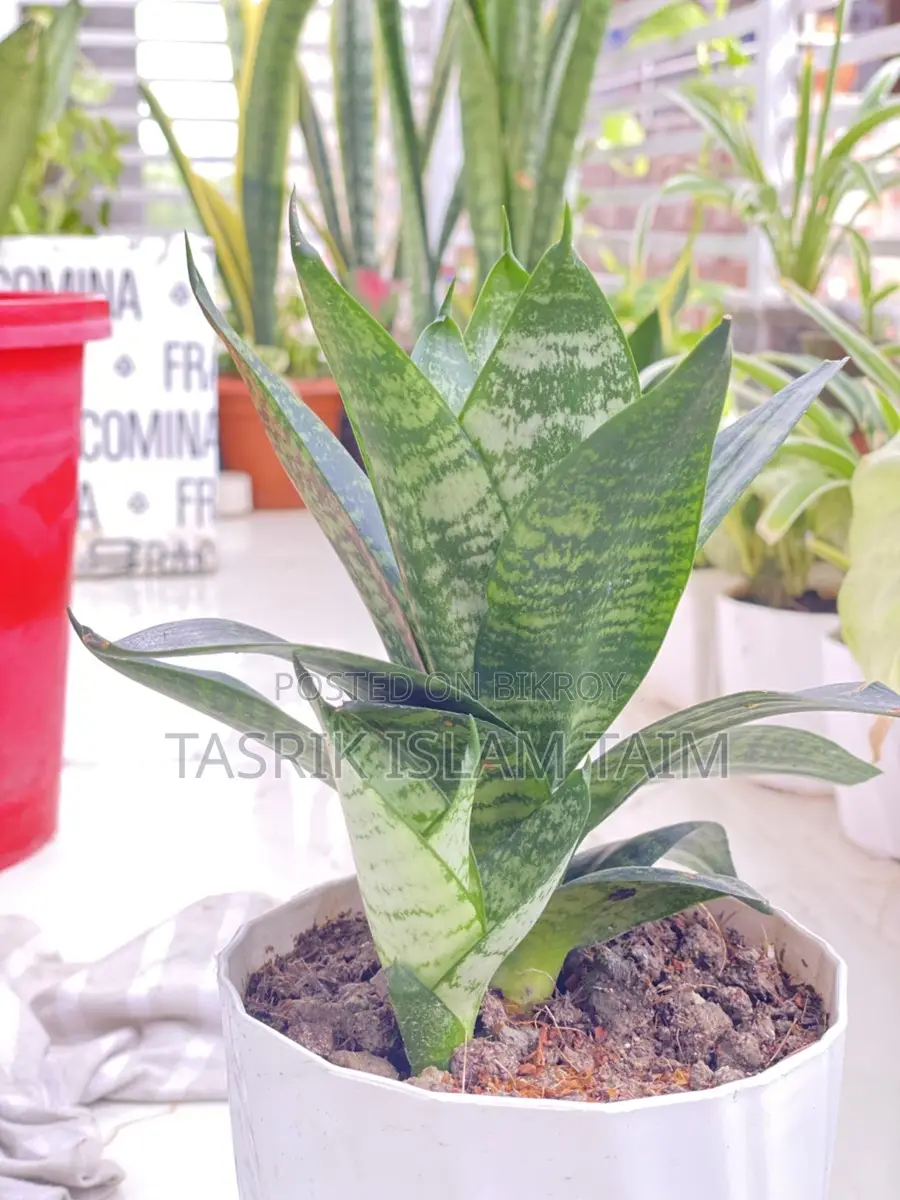 snake plant
