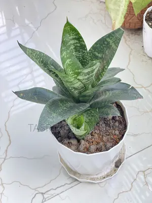 snake plant