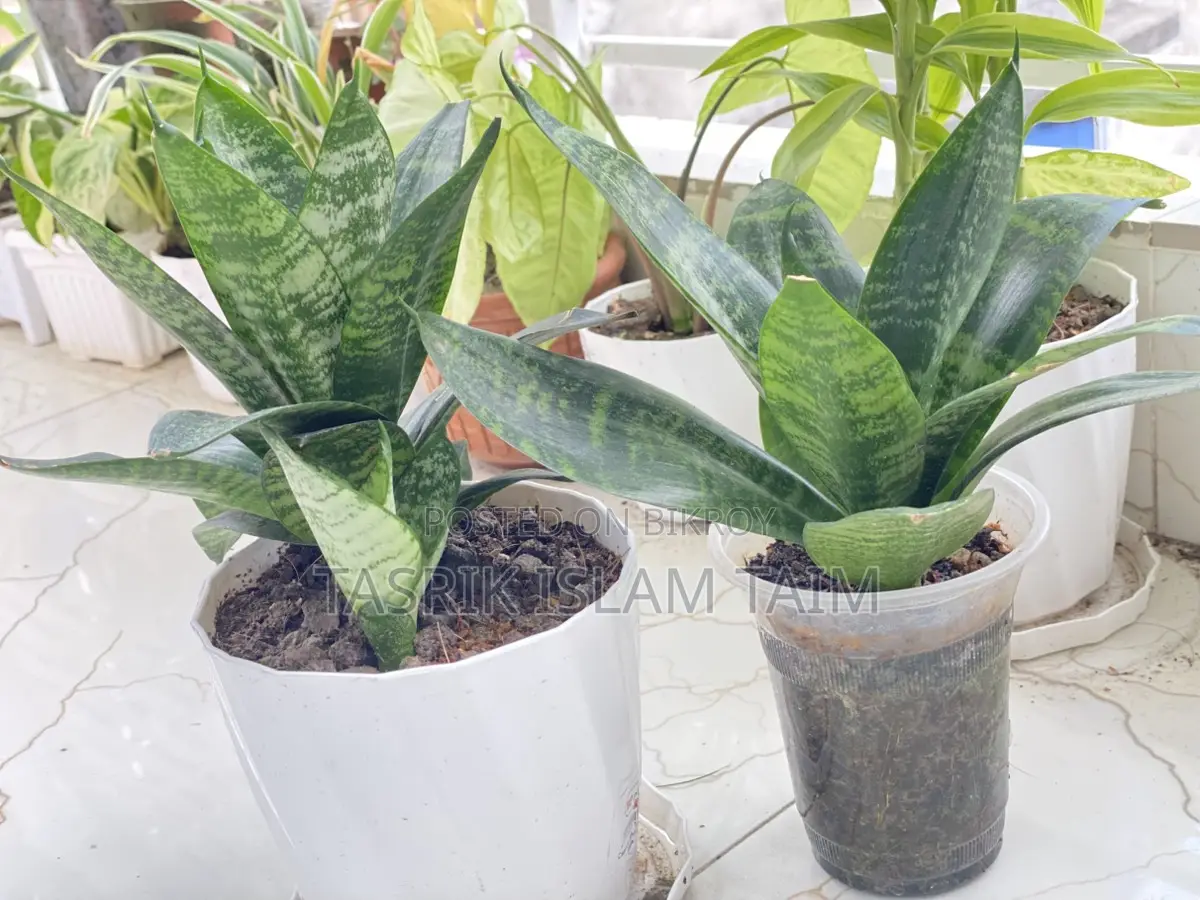 snake plant