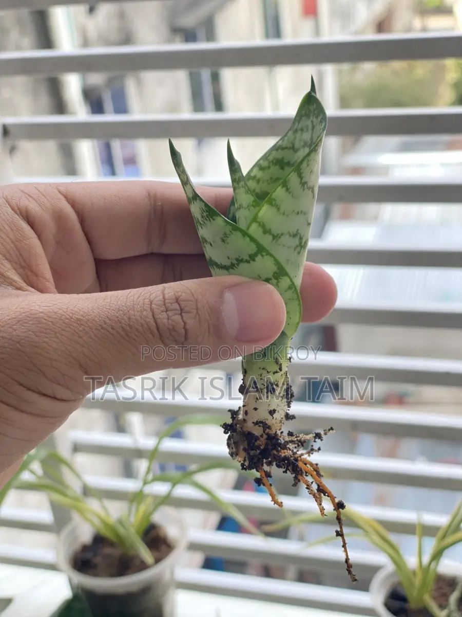 snake plant