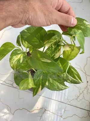 snake plant