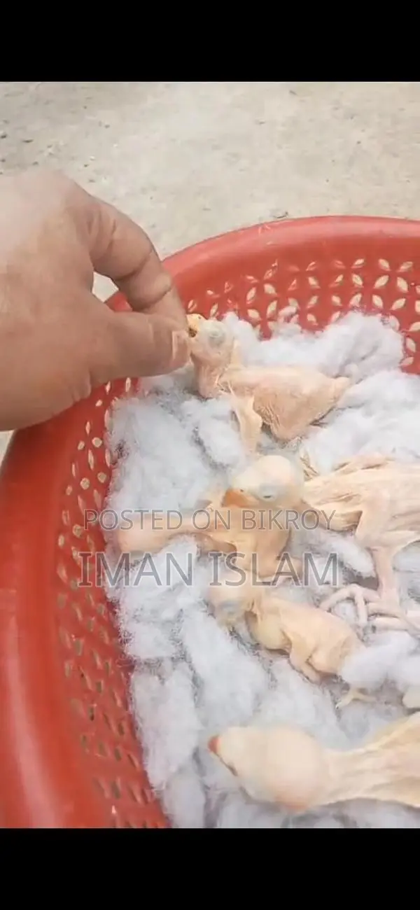 Indian Ringneck Parrot Baby (টিয়া পাখি)