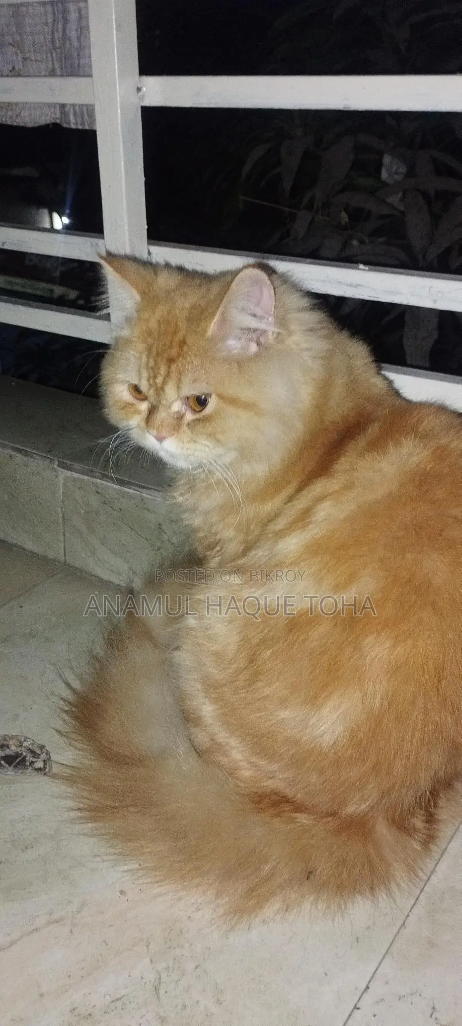6-12 Months Male Purebred Persian