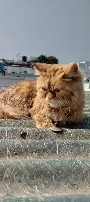 6-12 Months Male Purebred Persian