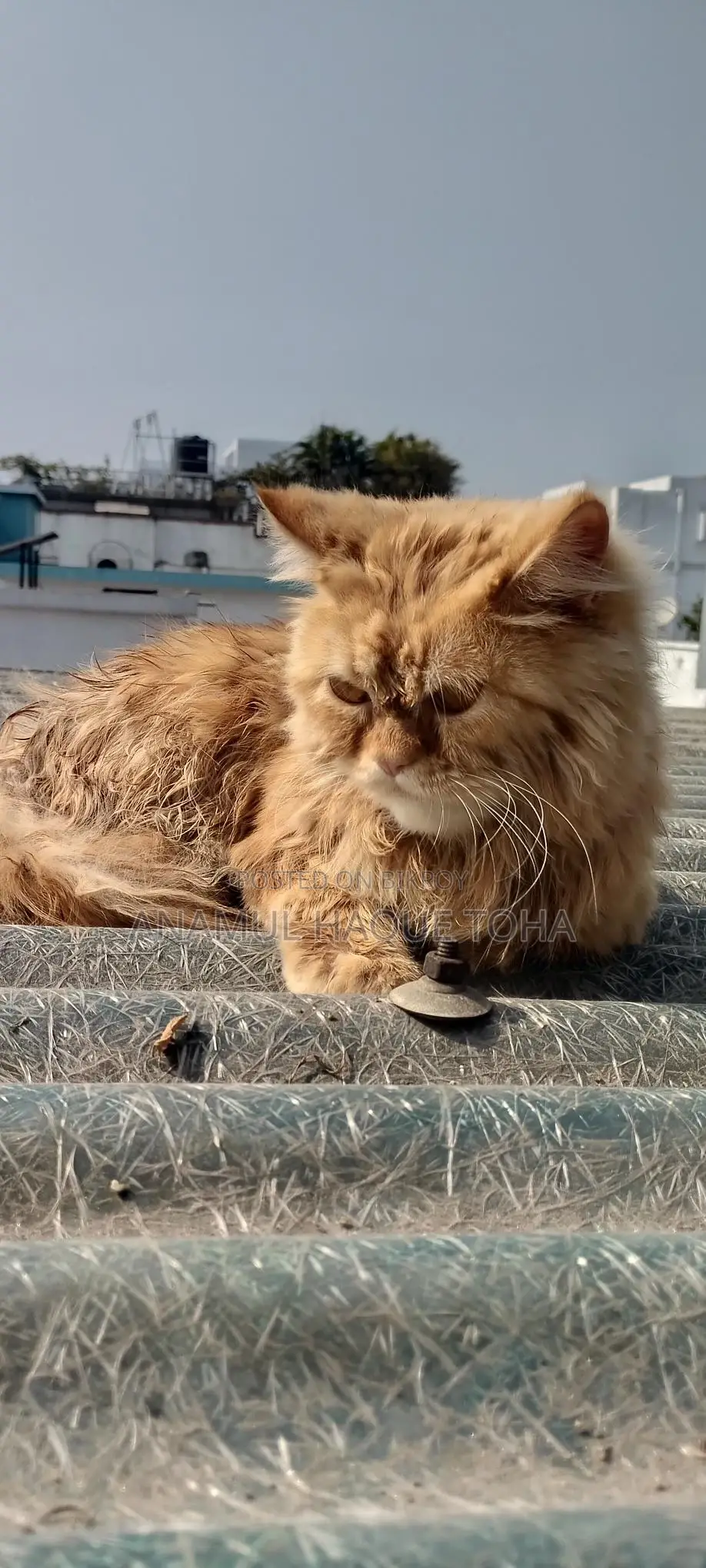 6-12 Months Male Purebred Persian