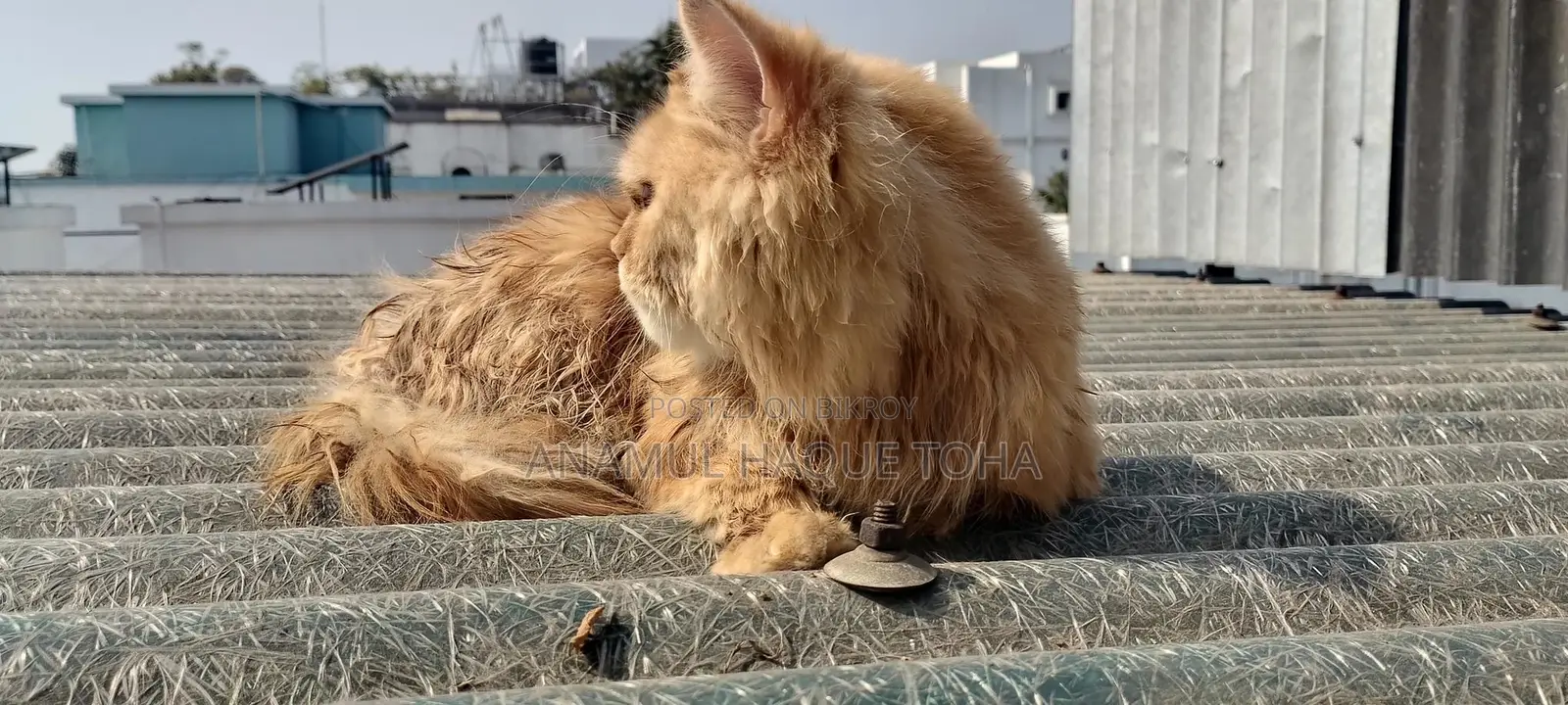 6-12 Months Male Purebred Persian