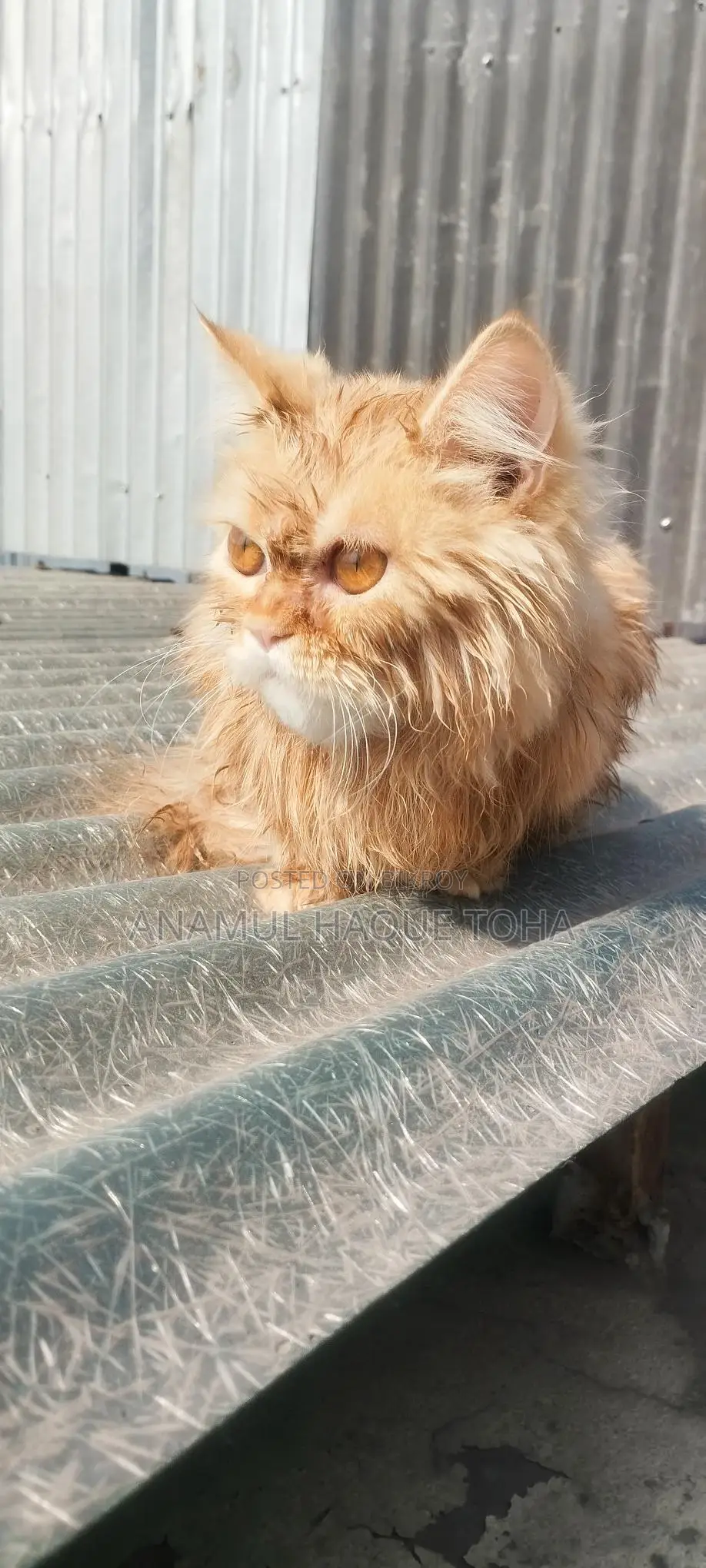 6-12 Months Male Purebred Persian