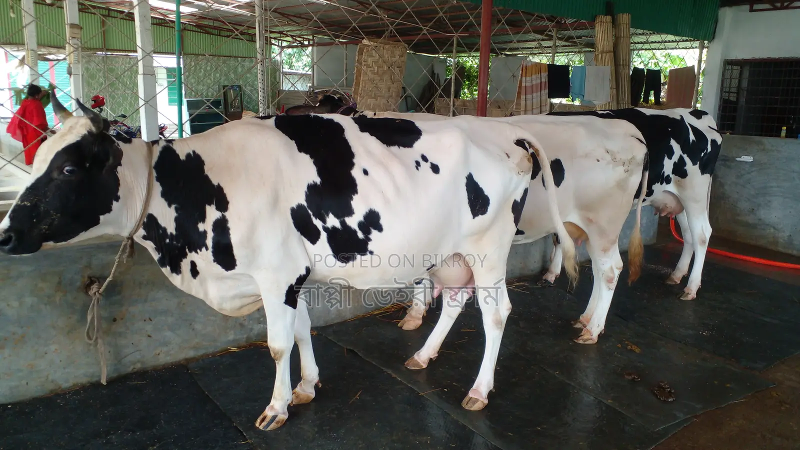 ১১৬৪ নং ৩ টি গাভী গরু বিক্রয় হবে ভালো জাতের ।