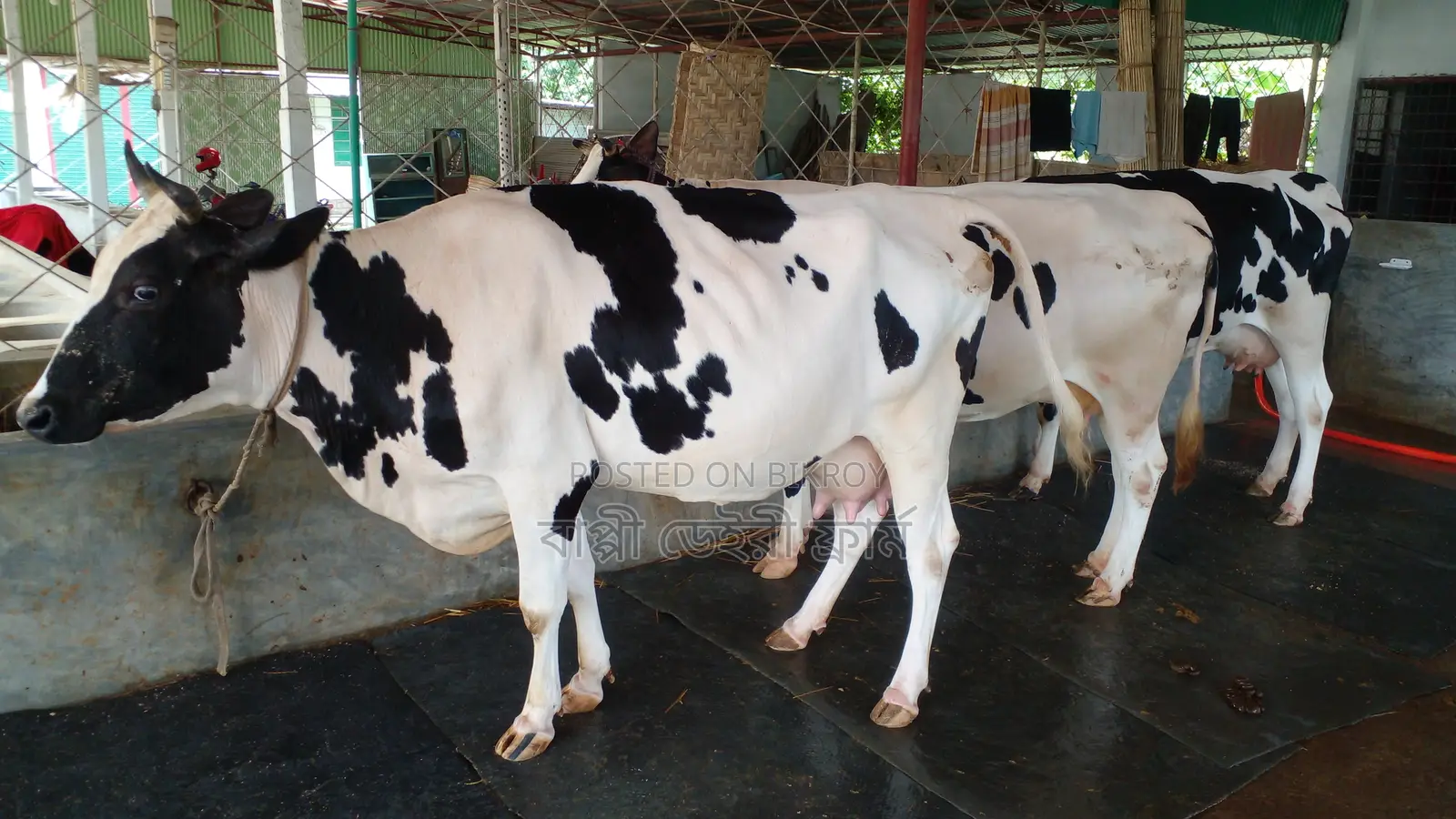 ১১৬৪ নং ৩ টি গাভী গরু বিক্রয় হবে ভালো জাতের ।
