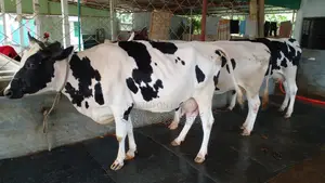 ১১৬৪ নং ৩ টি গাভী গরু বিক্রয় হবে ভালো জাতের ।