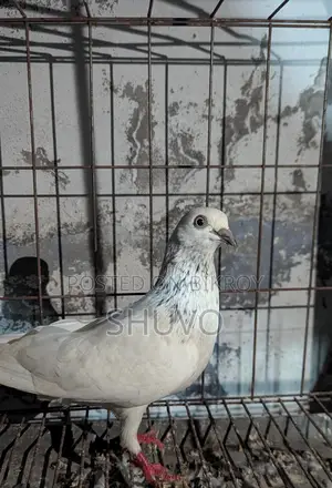 Pigeons