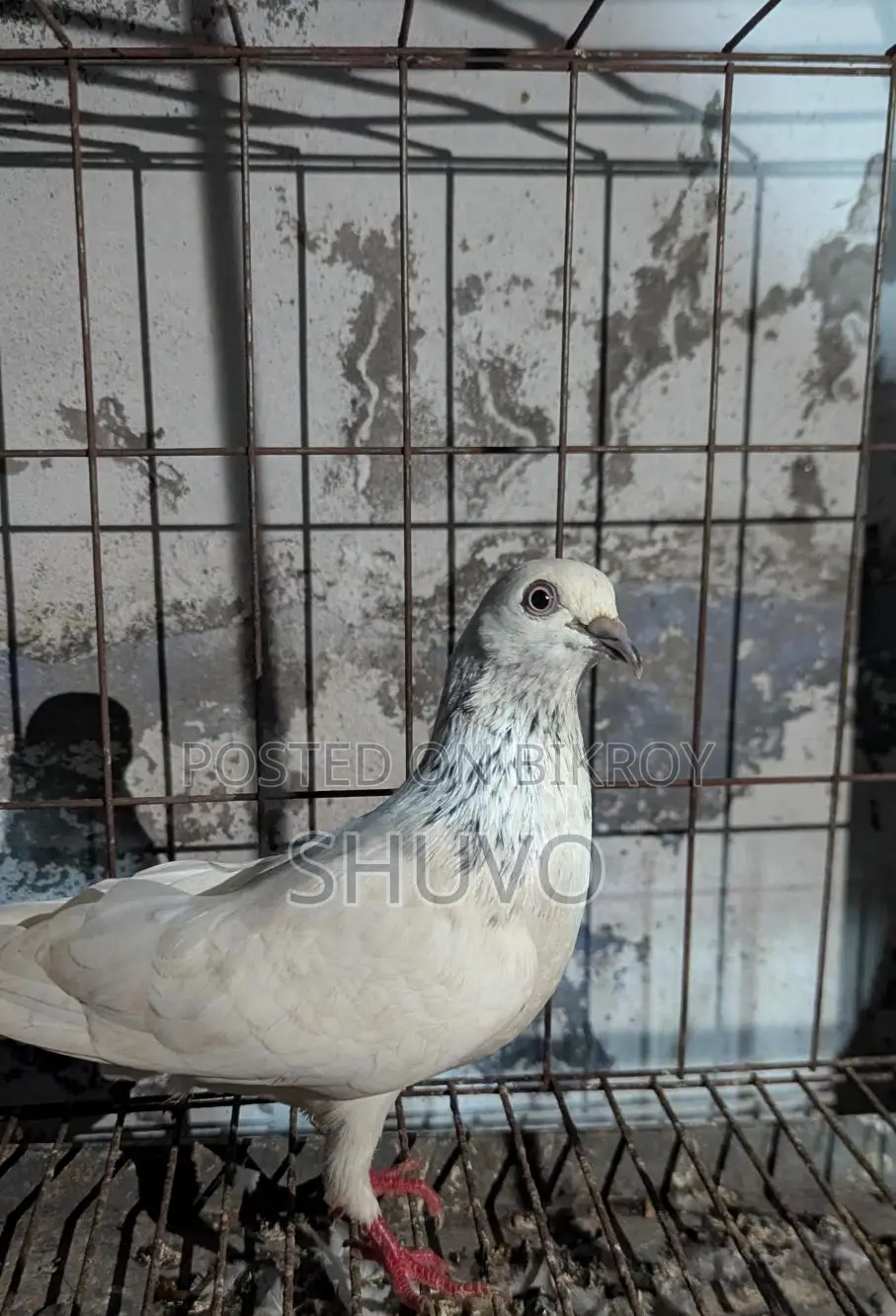 Pigeons