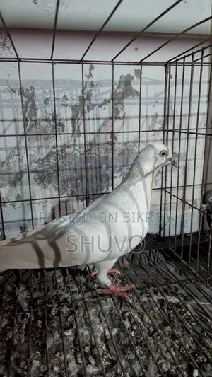 Pigeons