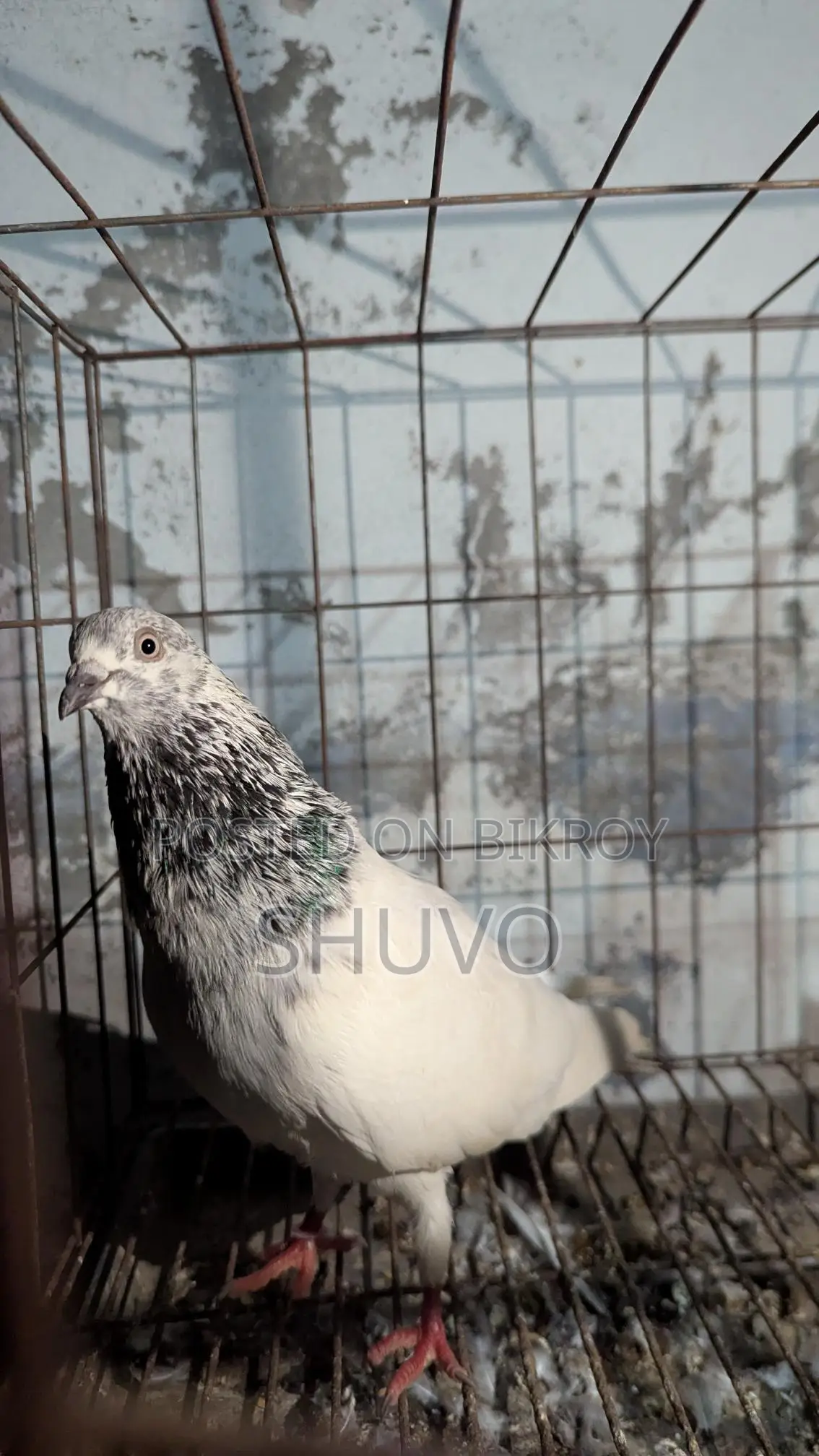 Pigeons